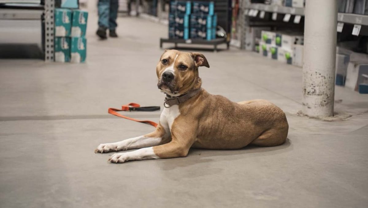 Dog holding a steady down stay during obedience training