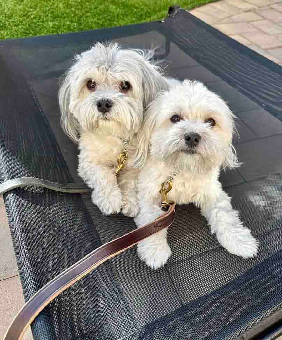 Two well-mannered dogs holding a place command together