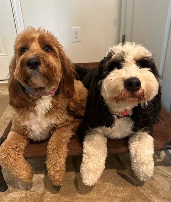 Two trained dogs holding place together